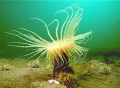   This shot burrowing anenome called Northern Cerianthid depth 45 feet Bay Fundy. Fundy  